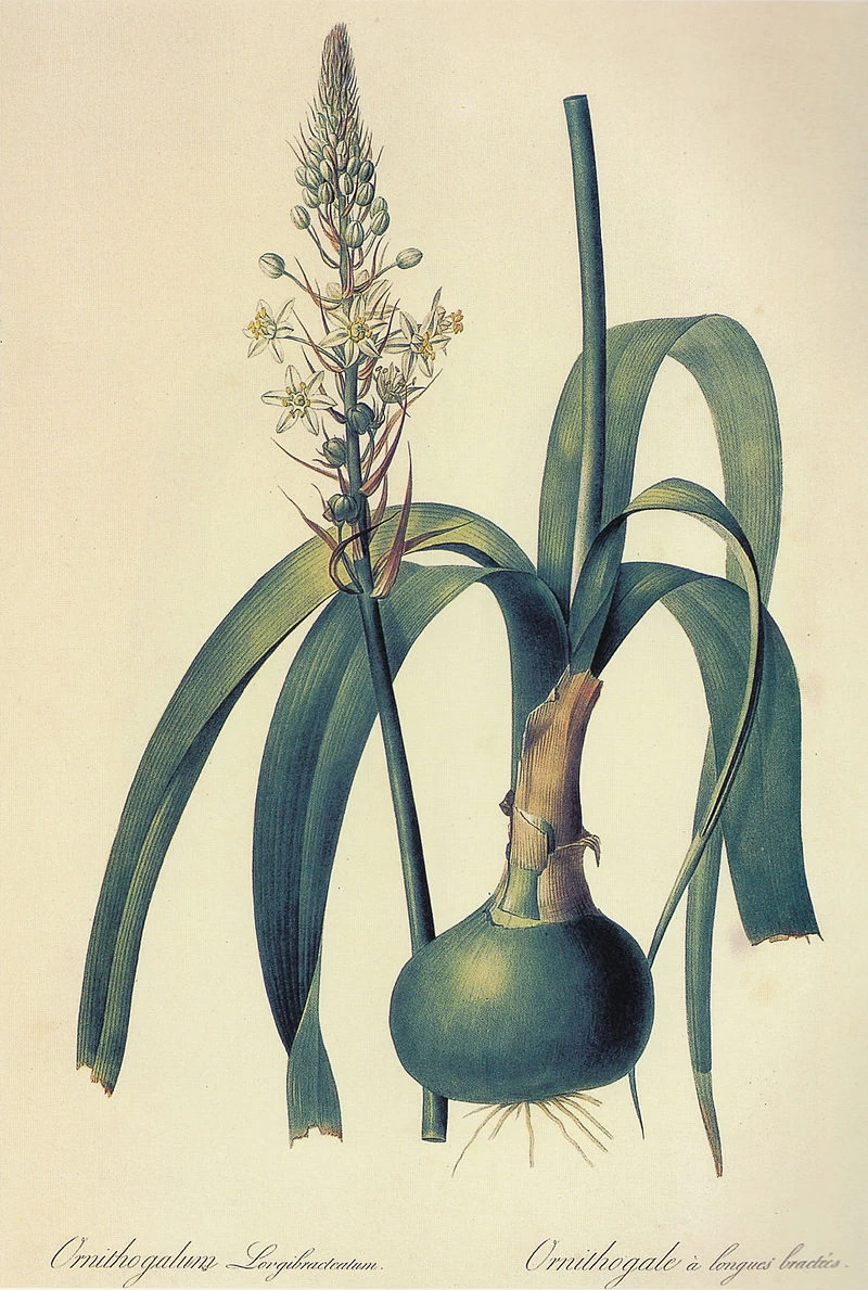 Ornithogalum longibracteatum.jpg